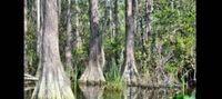 Okefenokee